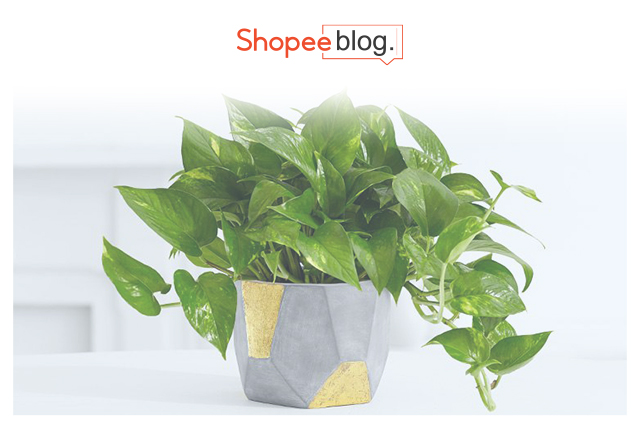 golden pothos