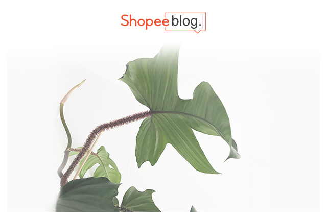 philodendron