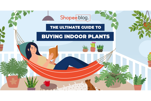 the ultimate guide to buying indoor plants