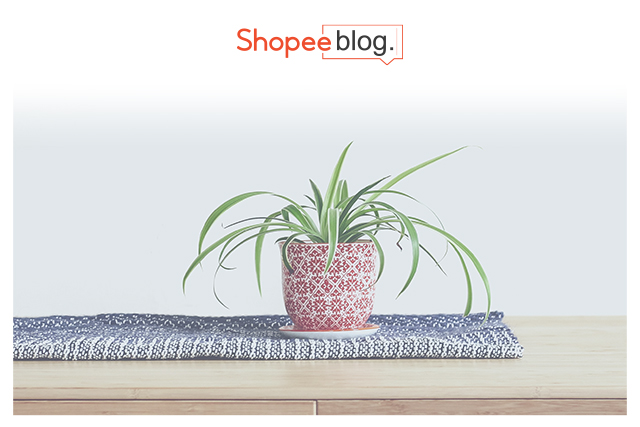 spider plant