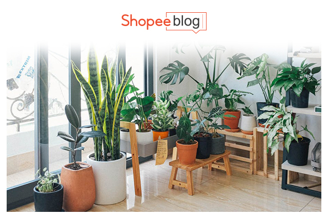 Cope With Stress Houseplants