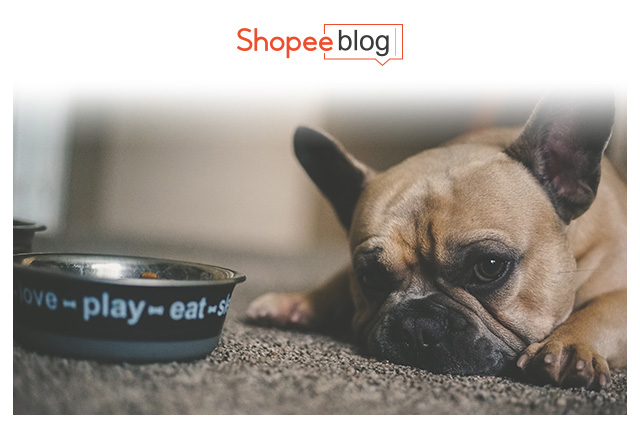 dog lying beside dog bowl