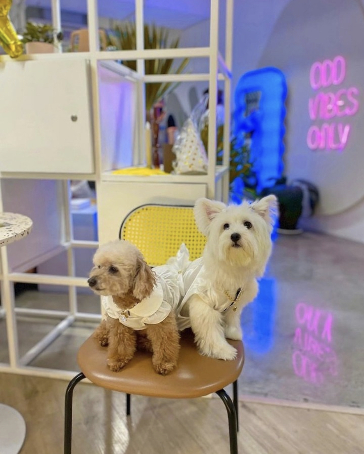 10 PetFriendly Cafes in Metro Manila