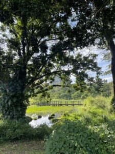 An image of a garden